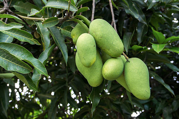 istock Cluster of raw mangoes on a mango tree.Mango tree 627524454