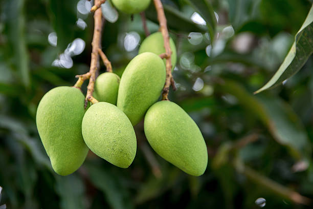 istock Closeup of young raw mangoes on a mango tree.Mango tree 627524608