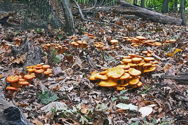Jack O'Lantern mushroom Jack O'Lantern mushroom  (Omphalotus olearius) marasmiaceae stock pictures, royalty-free photos & images