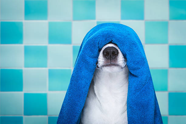 istock dog in shower  or wellness spa 627524996