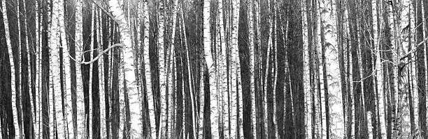 istock Black and white panorama with birches in retro style 627525084