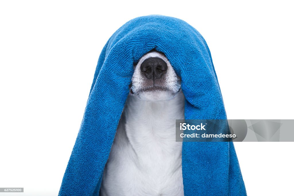 Hund in Derdusche oder Wellness-Spa - Lizenzfrei Hund Stock-Foto
