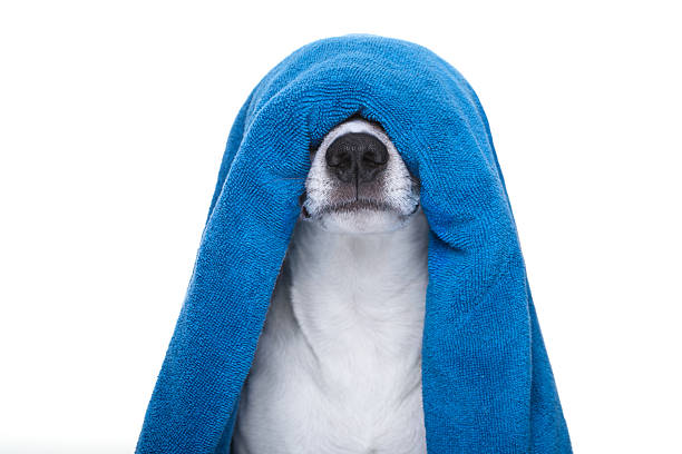 istock dog in shower  or wellness spa 627525100