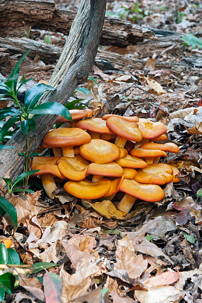 Jack O'Lantern mushroom Jack O'Lantern mushroom  (Omphalotus olearius) marasmiaceae stock pictures, royalty-free photos & images