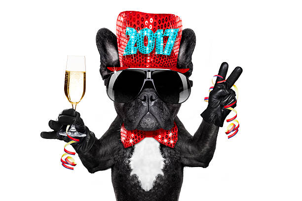 istock happy new year dog celberation 627539998
