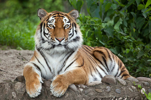 siberian tiger (panthera tigris altaica) - tiger stockfoto's en -beelden