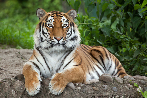 Sober tiger portrait