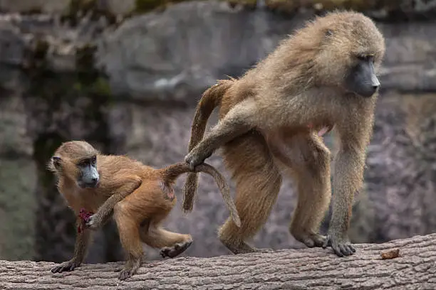 Guinea baboon (Papio papio). Female baboon with its newborn baby. Wildlife animal.