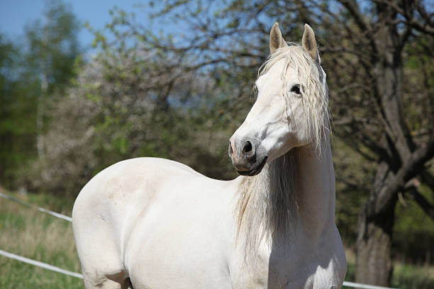 istock Andalusian mare with long hair in spring 627540498