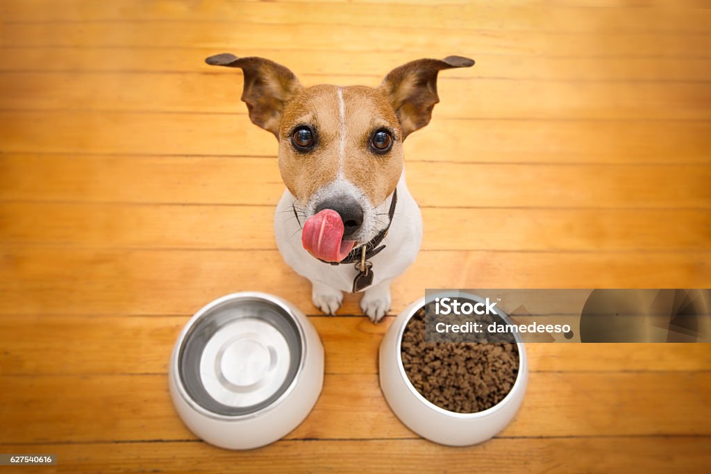 hungry dog bowl hungry  jack russell  dog behind food bowl and licking with tongue, isolated wood background at home and kitchen Dog Stock Photo