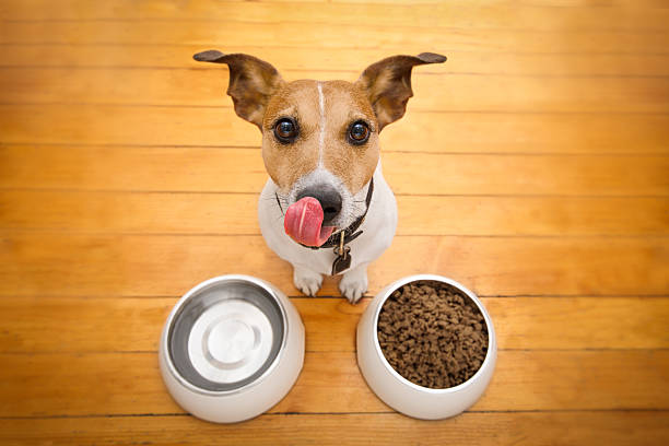 hungry dog bowl hungry  jack russell  dog behind food bowl and licking with tongue, isolated wood background at home and kitchen licking photos stock pictures, royalty-free photos & images