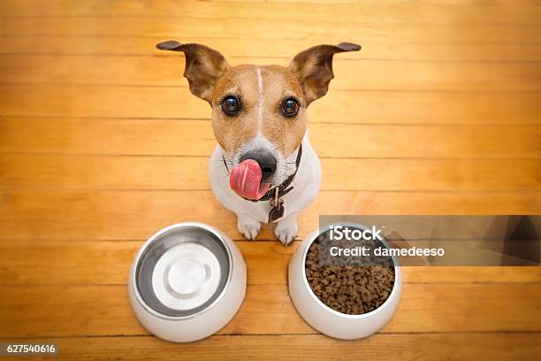 Hungry Dog Bowl Stock Photo - Download Image Now - Dog, Eating, Food