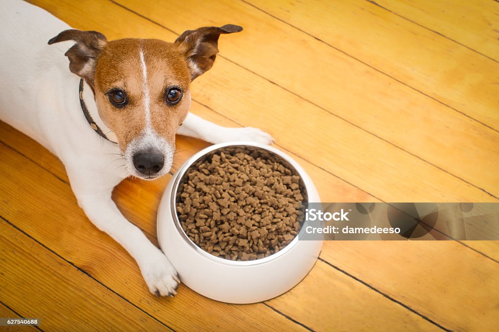 hungry dog bowl hungry  jack russell  dog behind food bowl   isolated wood background at home and kitchen Dog Stock Photo
