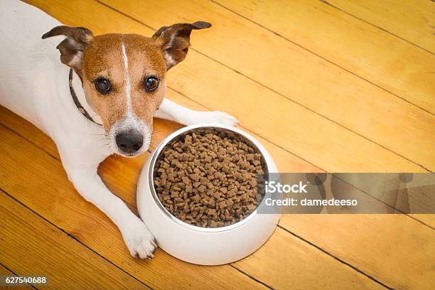 Hungry Dog Bowl Stock Photo - Download Image Now - Dog, Dog Biscuit, Eating