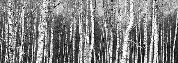 istock Black and white panorama with birches in retro style 627541030