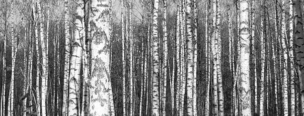 istock Black and white panorama with birches in retro style 627541162