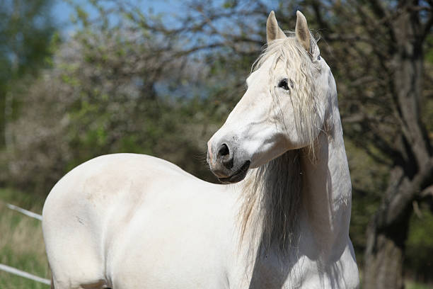 istock Andalusian mare with long hair in spring 627541574