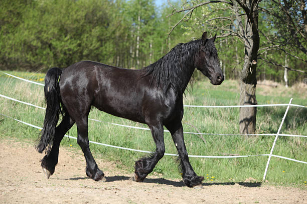 istock Black friesian mare in spring 627541840