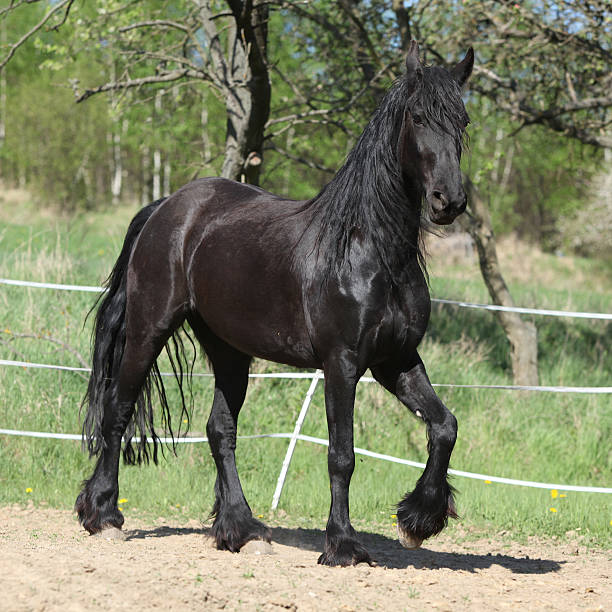 istock Black friesian mare in spring 627541884