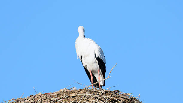 istock European white stork (Ciconia ciconia), Alcala de Henares, Madr 627542052
