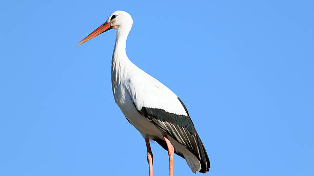 istock European white stork (Ciconia ciconia), Alcala de Henares, Madr 627542216