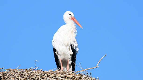 istock European white stork (Ciconia ciconia), Alcala de Henares, Madr 627542412