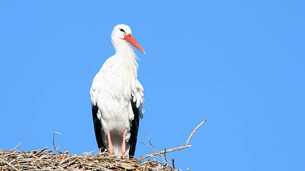 istock European white stork (Ciconia ciconia), Alcala de Henares, Madr 627542428