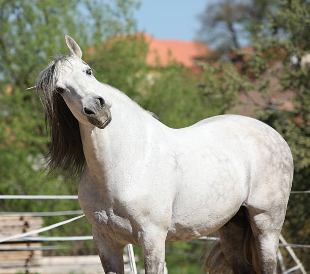 istock Beautiful andalusian stallion in spring 627542746