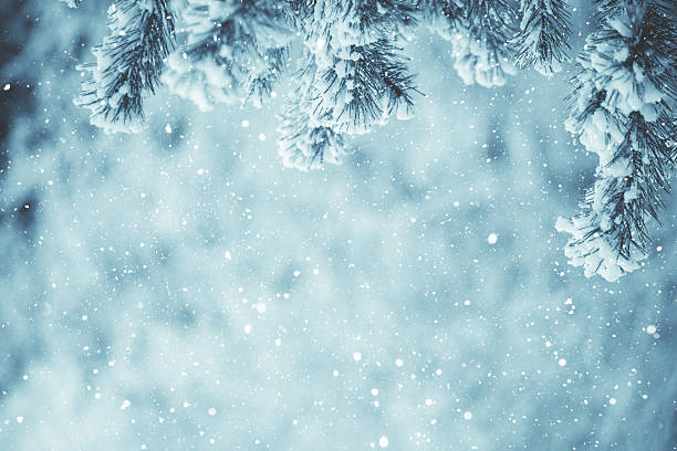 istock Winter scene - Frosted pine branches. Winter in the woods 627543334