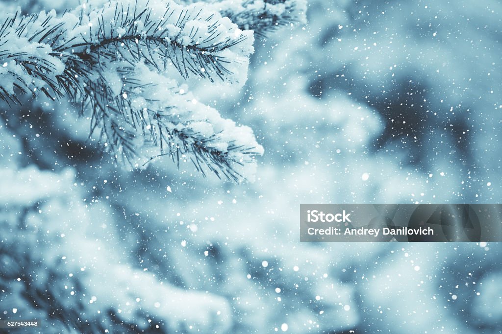 Winter scene - Frosted pine branches. Winter in the woods Winter scene - snow falling on frosted pine branches covered with snow on blurred background Winter Stock Photo