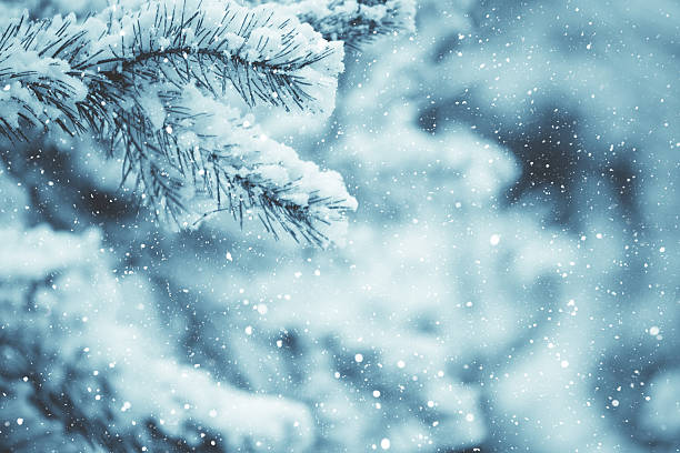 Winter scene - Frosted pine branches. Winter in the woods Winter scene - snow falling on frosted pine branches covered with snow on blurred background needle plant part photos stock pictures, royalty-free photos & images