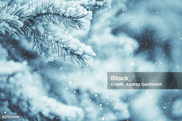 Winter Scene Frosted Pine Branches Winter In The Woods Stock Photo - Download Image Now
