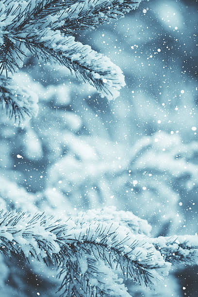 istock Winter scene - Frosted pine branches. Winter in the woods 627543750