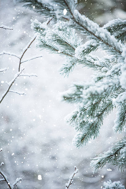istock Winter scene - Frosted pine branches. Winter in the woods 627556972