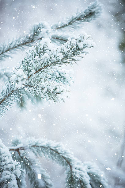 istock Winter scene - Frosted pine branches. Winter in the woods 627557092