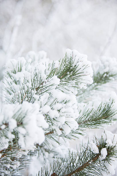 istock Winter scene - Frosted pine branches. Winter in the woods 627557208