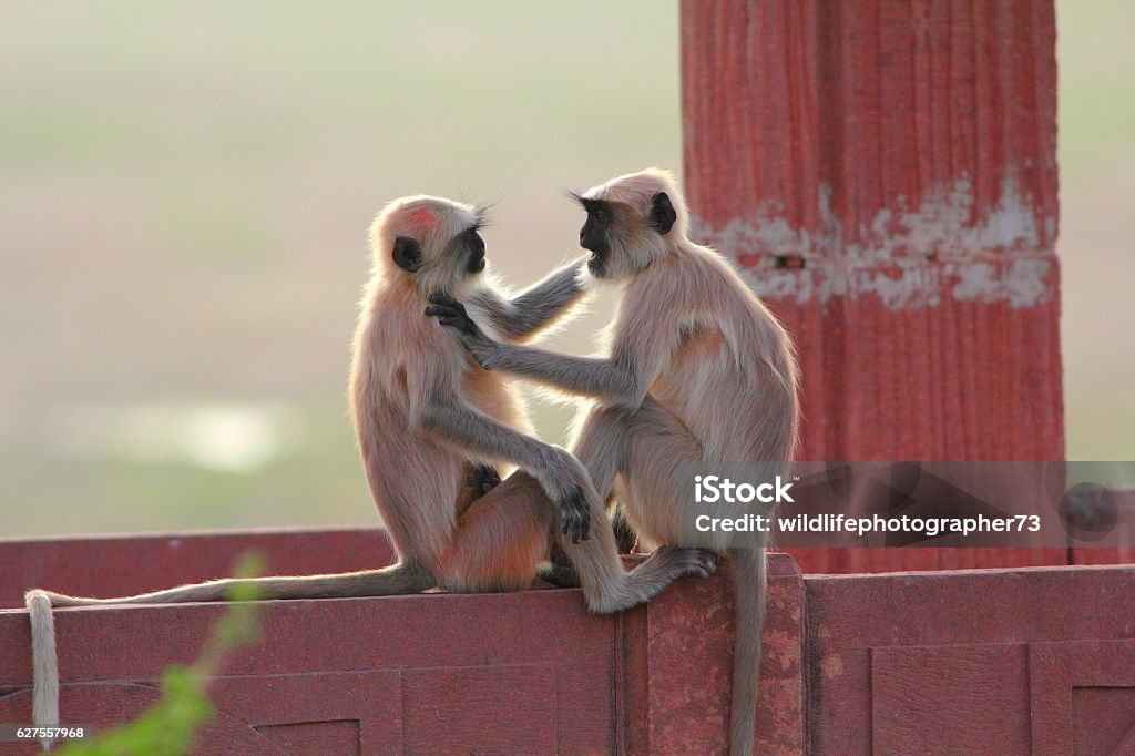 Monkey Discussion Both Are Talking Monkey Stock Photo - Download Image Now - Above ...