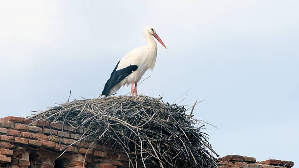istock European white stork (Ciconia ciconia), Alcala de Henares, Madr 627558930