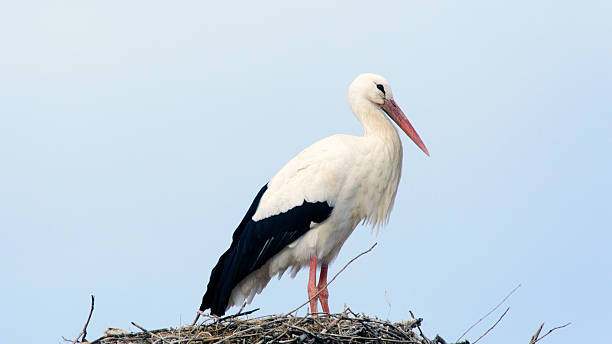 istock European white stork (Ciconia ciconia), Alcala de Henares, Madr 627559332