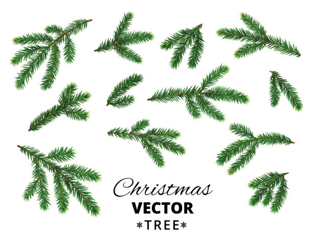 realistyczne gałęzie choinki izolowane na białym tle. - christmas tree branch stock illustrations