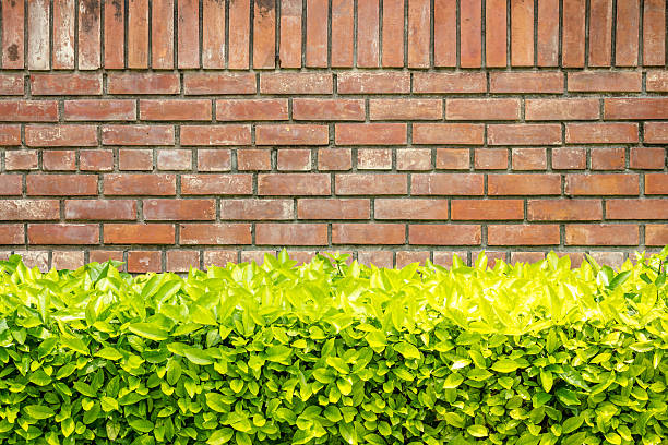 red brick wall with wild grapes