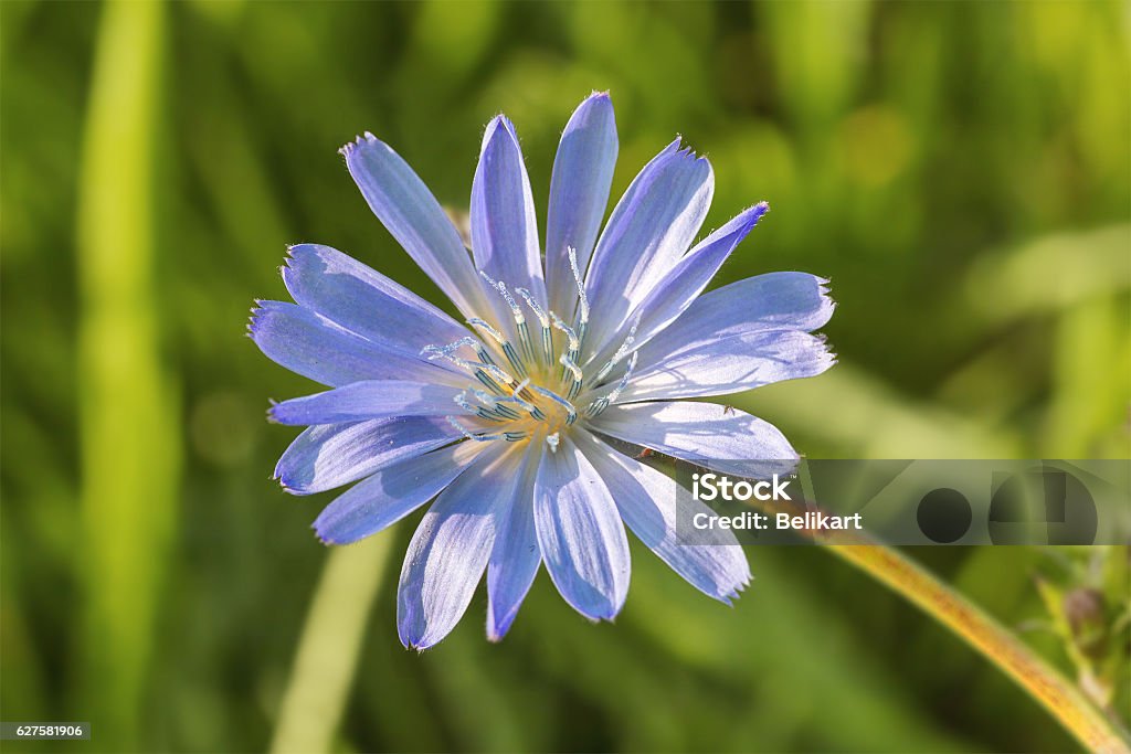 Flower of chicory close up. Flower chicory close-up on a background of green grass. Beauty Stock Photo