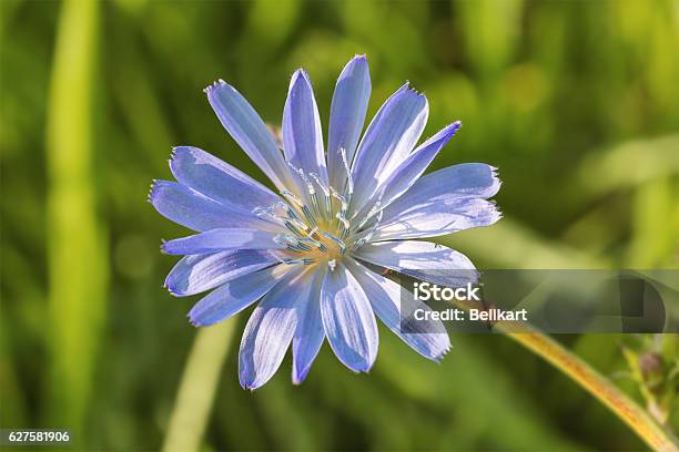 Flower Of Chicory Close Up Stock Photo - Download Image Now - Beauty, Beauty In Nature, Blossom