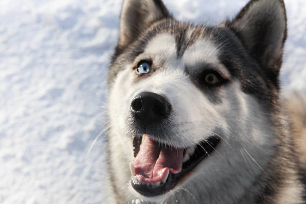 istock Siberian Husky in snow 627582942