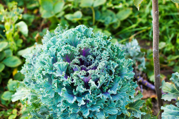 istock Cabbage Kale purple and green growing in garden 627583424