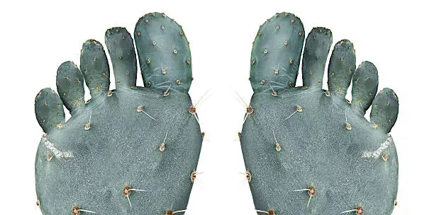 Cactus in the shape of a human foot