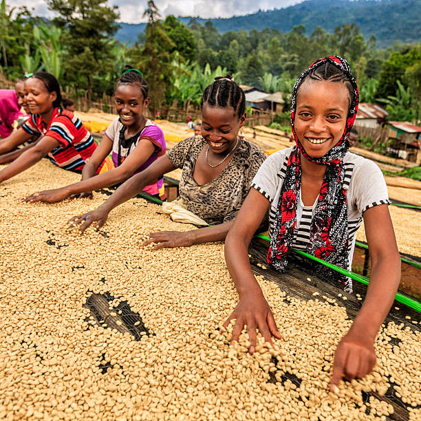 afrykańskie dziewczęta i kobiety sortujące ziarna kawy, afryka wschodnia - ethiopian coffee zdjęcia i obrazy z banku zdjęć