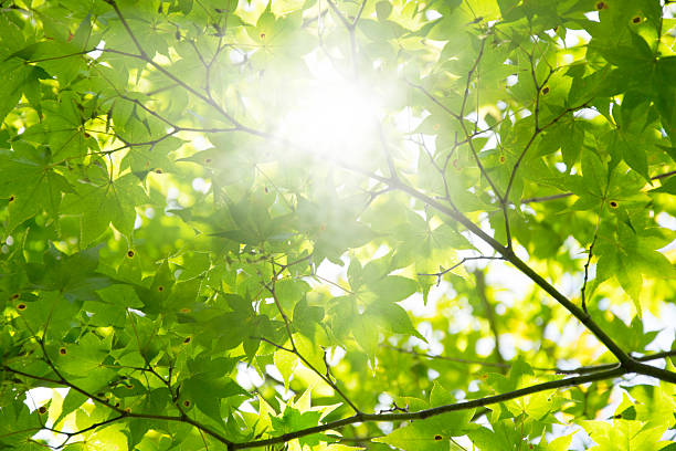 istock Summer Maple Leaves. Green leaves against a bright blue sky. 627585316