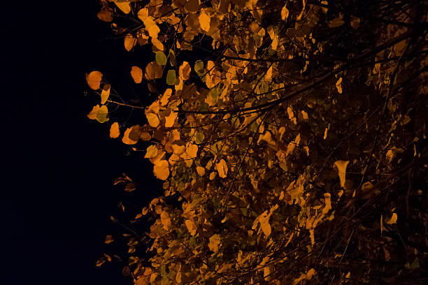 istock Yellowed leaves in night light 627585578