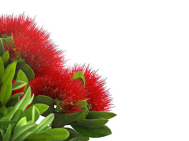 pohutukawa, albero di natale della nuova zelanda - kiwiana foto e immagini stock